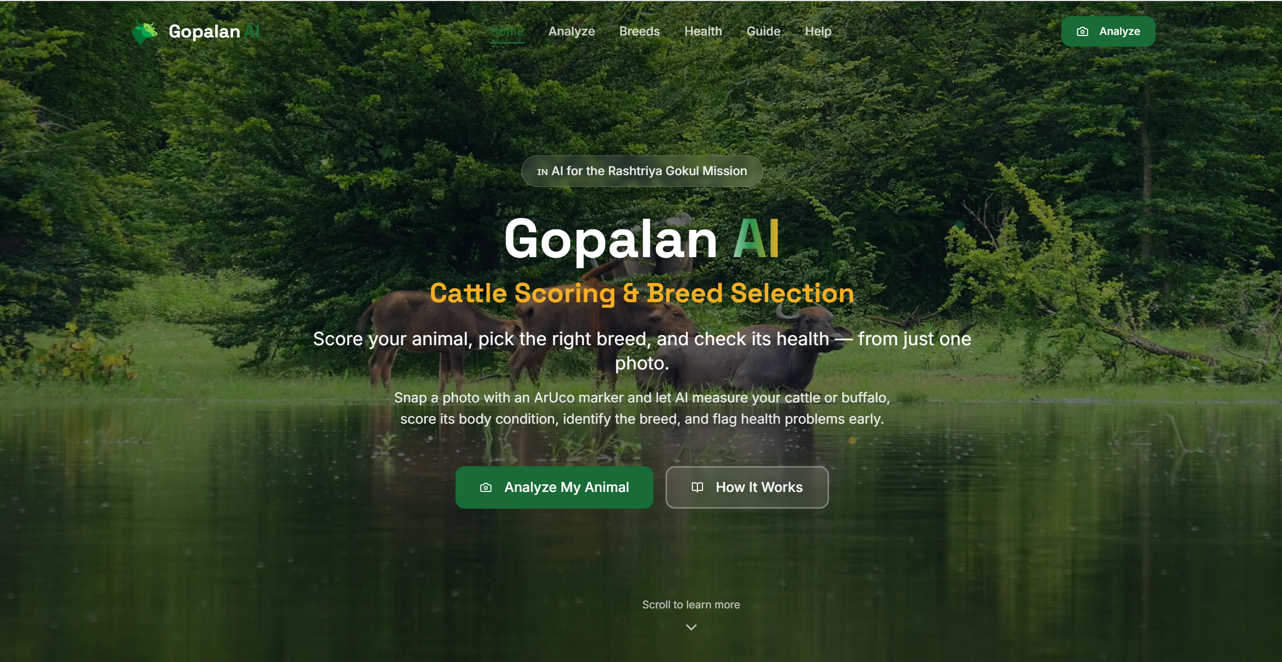 Cattle Scoring & Breed Selection — screenshot 3